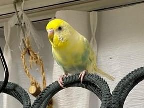 インコちゃん インコちゃん