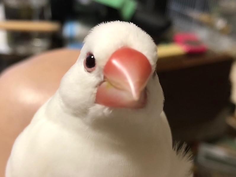 ピーちゃん ピーちゃん