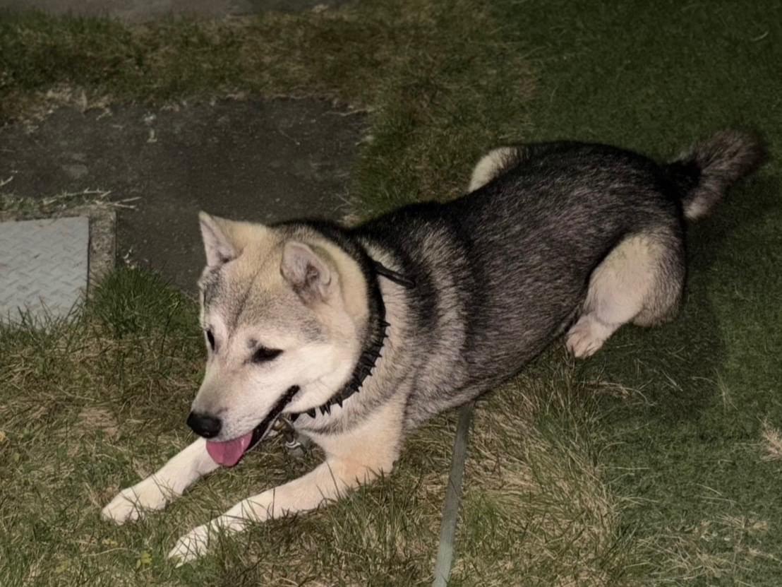 保護された犬