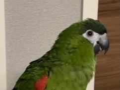 ククナちゃん ククナちゃん