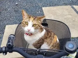 Lochie - 【専用/三毛猫のトモ様】3点おまとめ ねこみみベロア 三毛猫(しっぽ付き) ブラック＆ブラウン | LOVOT