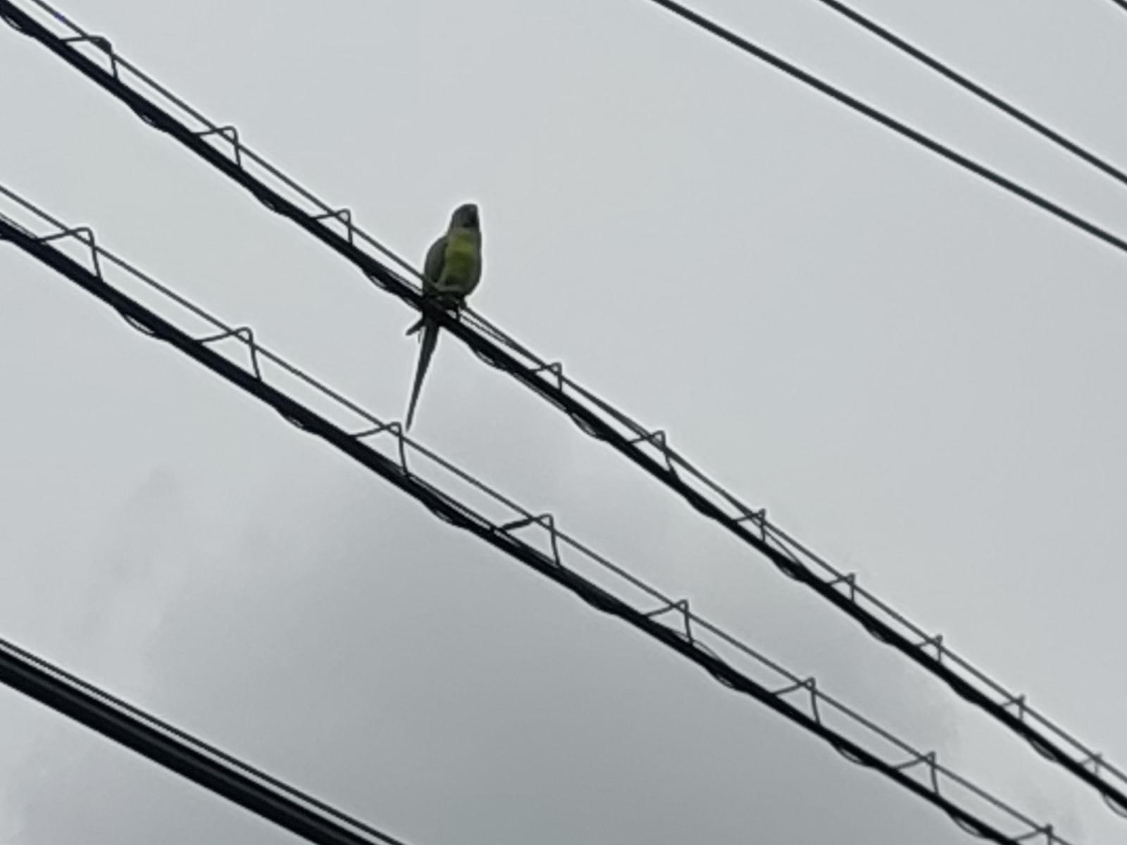 目撃された鳥