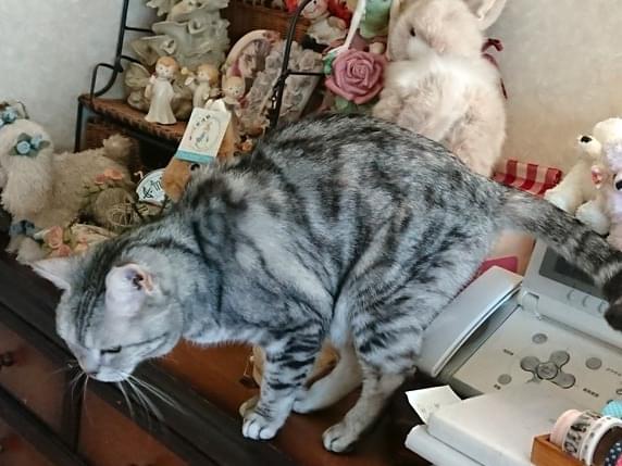 こっちゃん こっちゃん