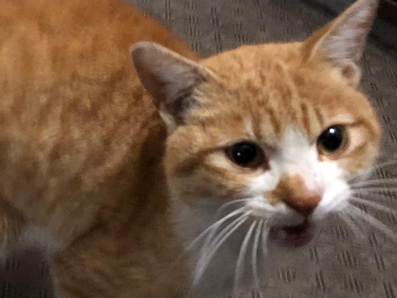 目撃された猫 目撃された猫