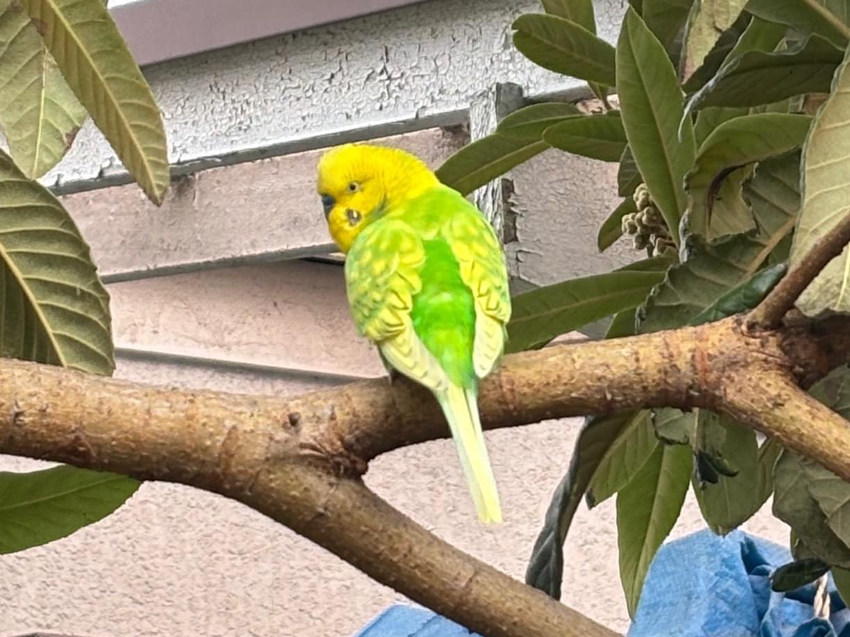目撃された鳥 目撃された鳥
