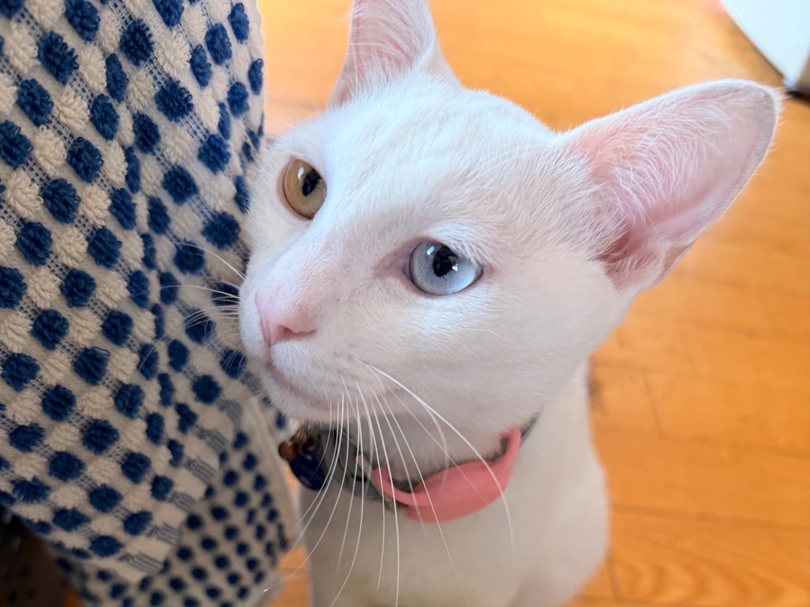 シロタンちゃん