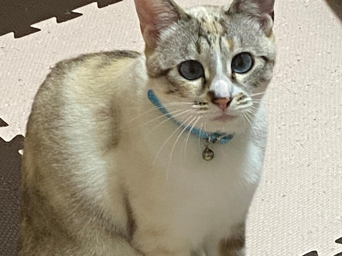ココちゃん ココちゃん