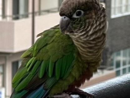 目撃された鳥 目撃された鳥