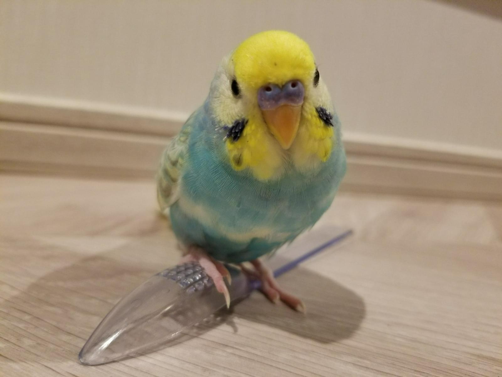 スノーちゃん スノーちゃん