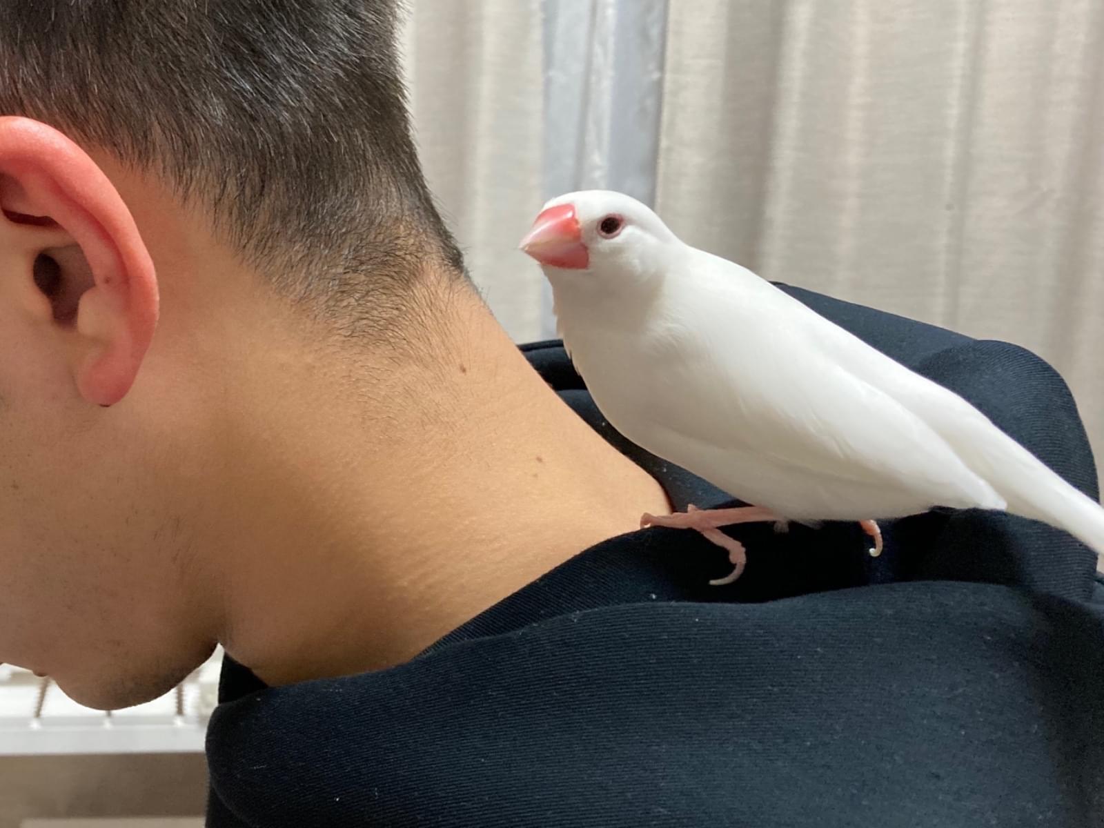 ぴーちゃん ぴーちゃん
