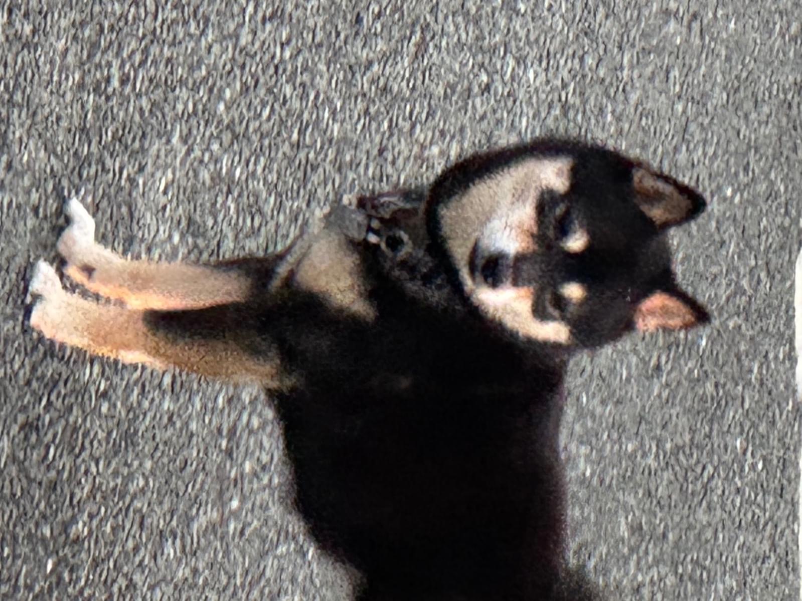目撃された犬