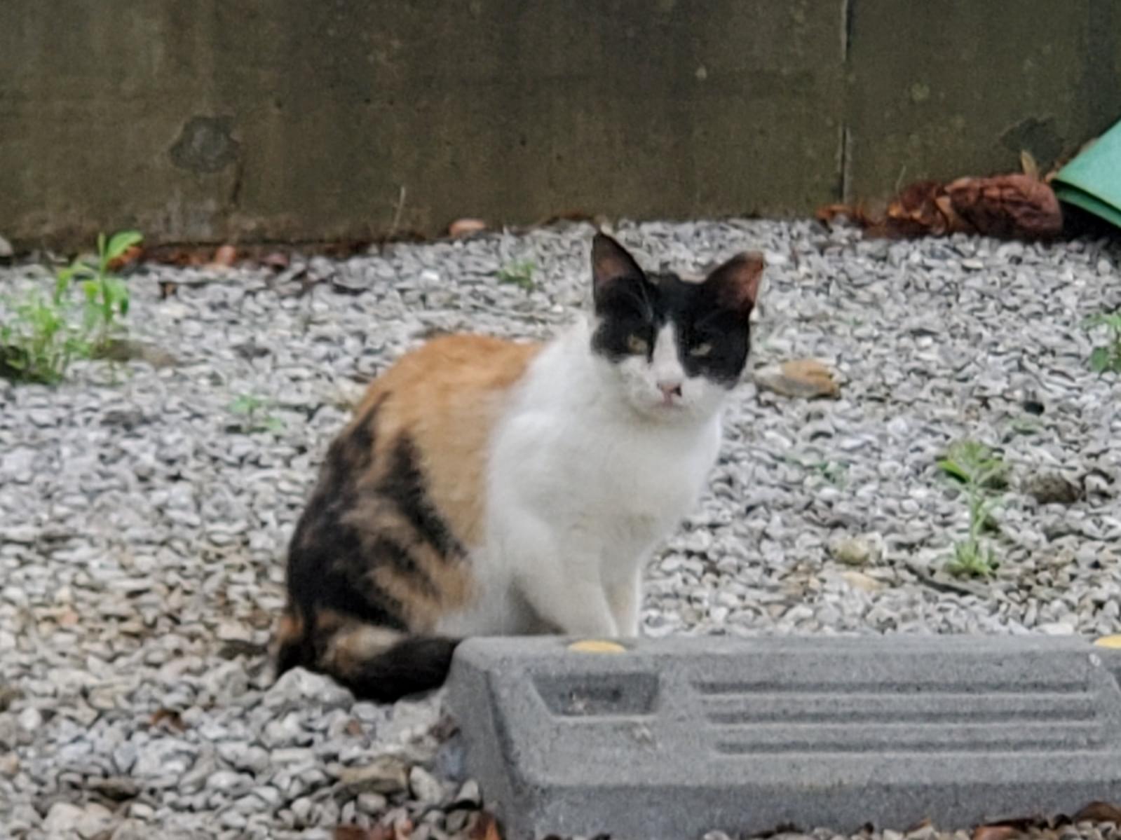 目撃された猫 目撃された猫