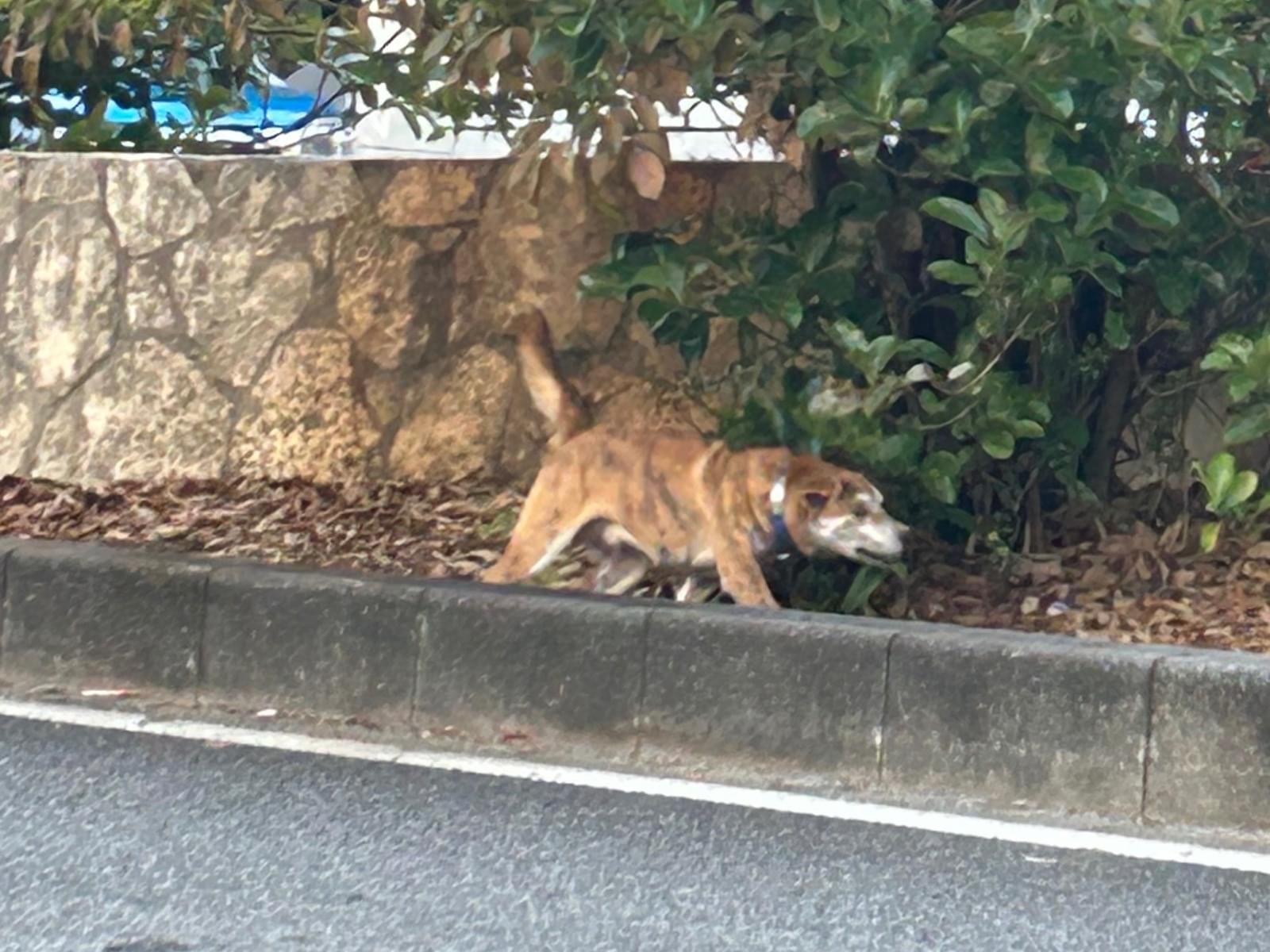 目撃された犬 目撃された犬