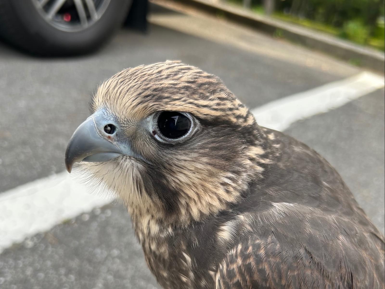 セイルちゃん セイルちゃん