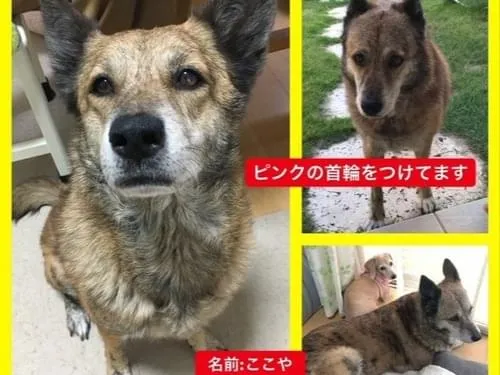 茶色と黒の雑種犬を探しています