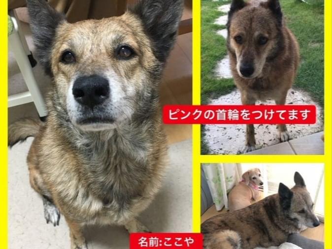 ここやちゃん ここやちゃん