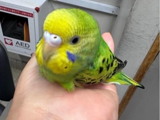 保護された鳥 保護された鳥