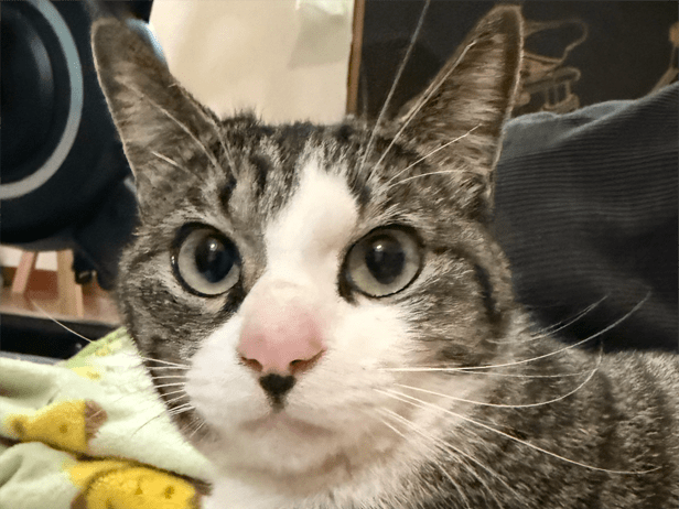 保護された猫