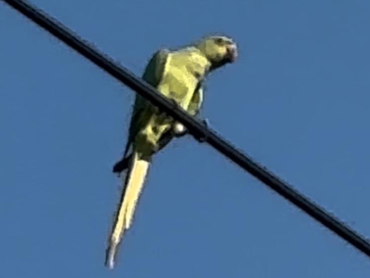 目撃された鳥 目撃された鳥