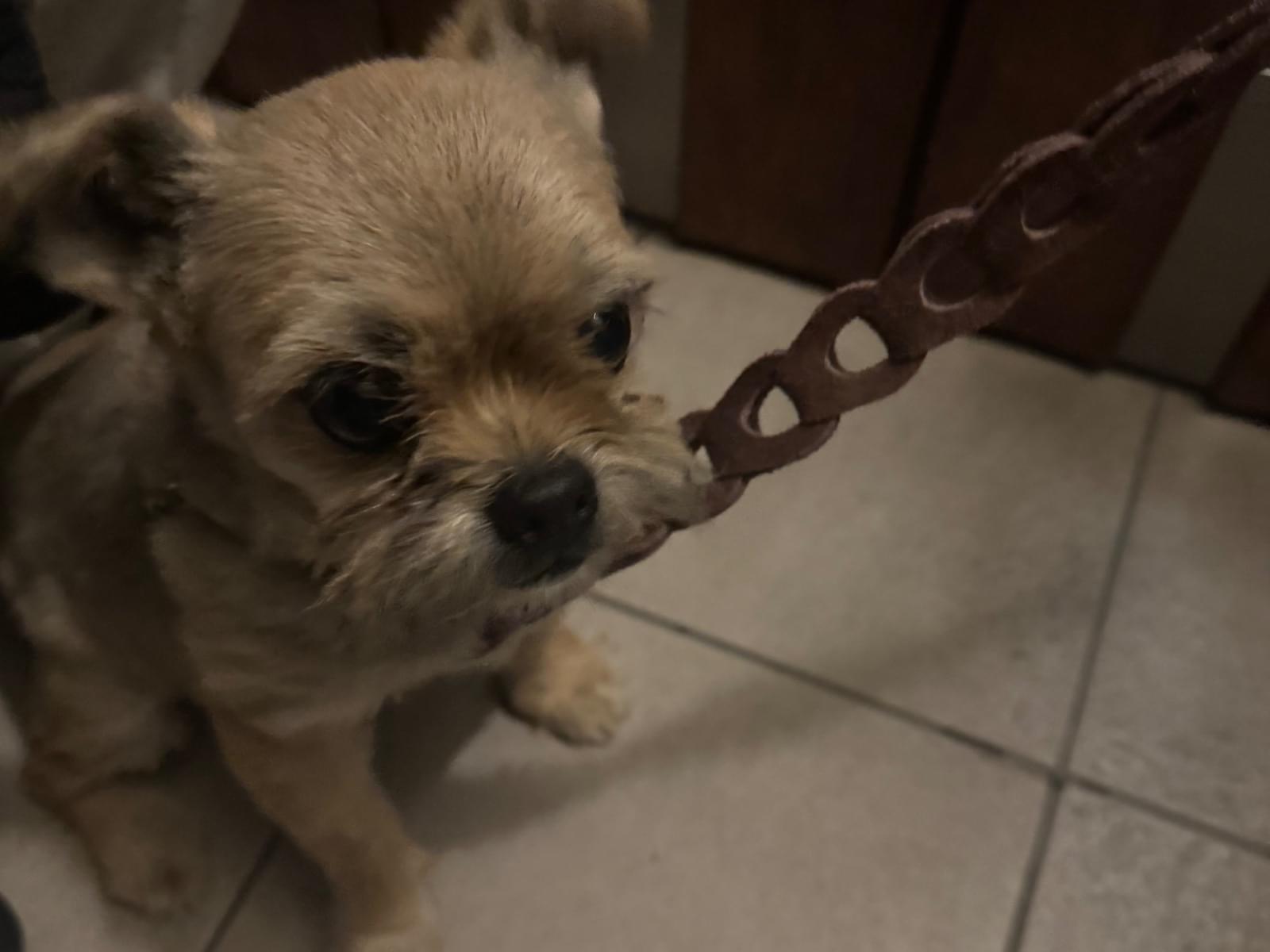 保護された犬 保護された犬