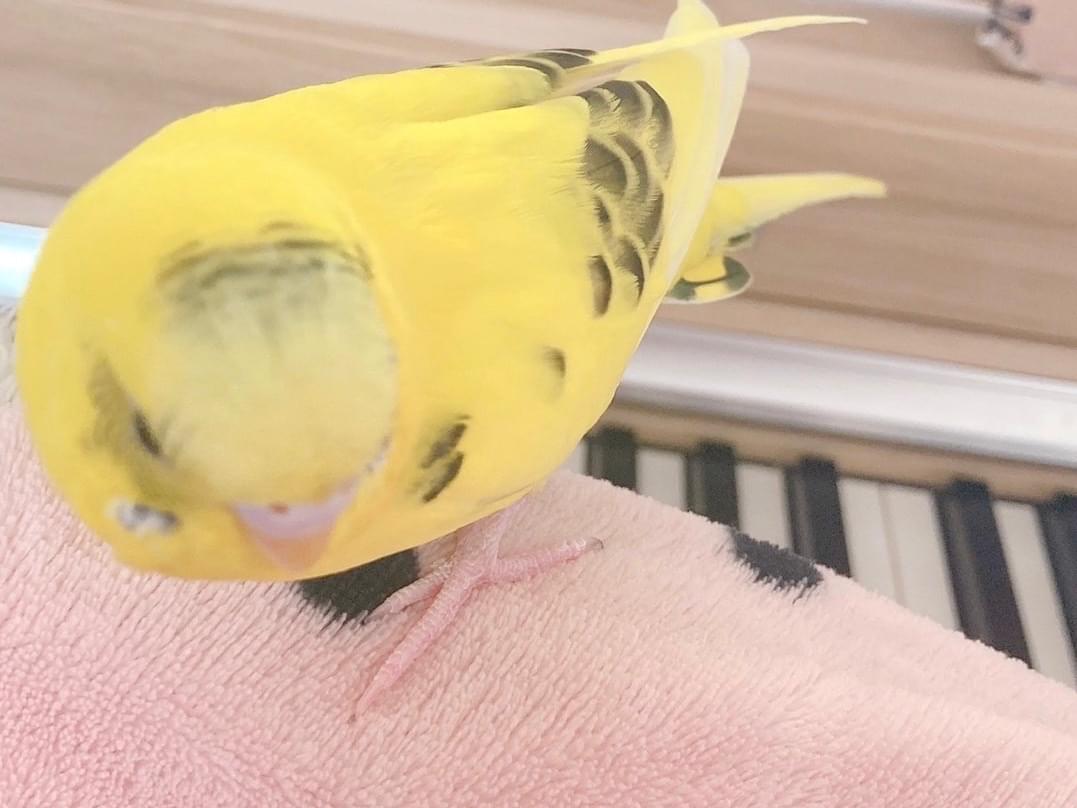 インちゃん インちゃん