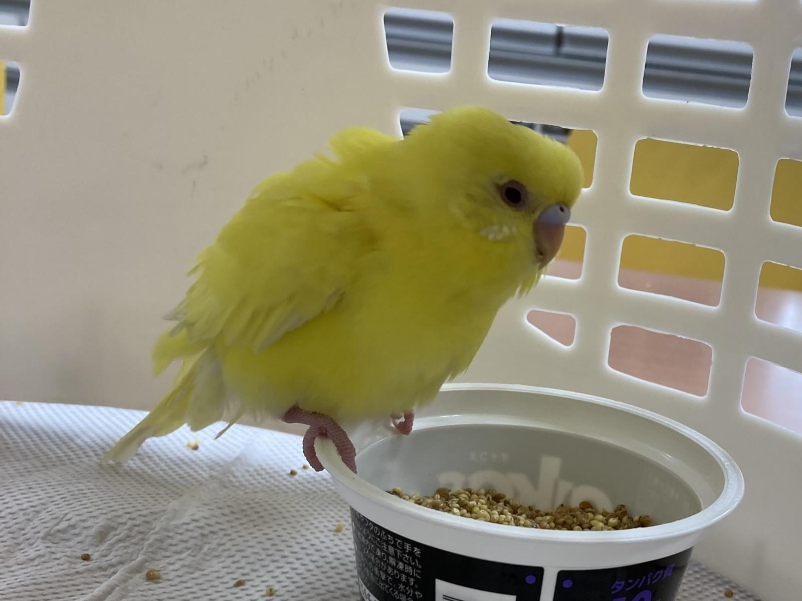 保護された鳥 保護された鳥