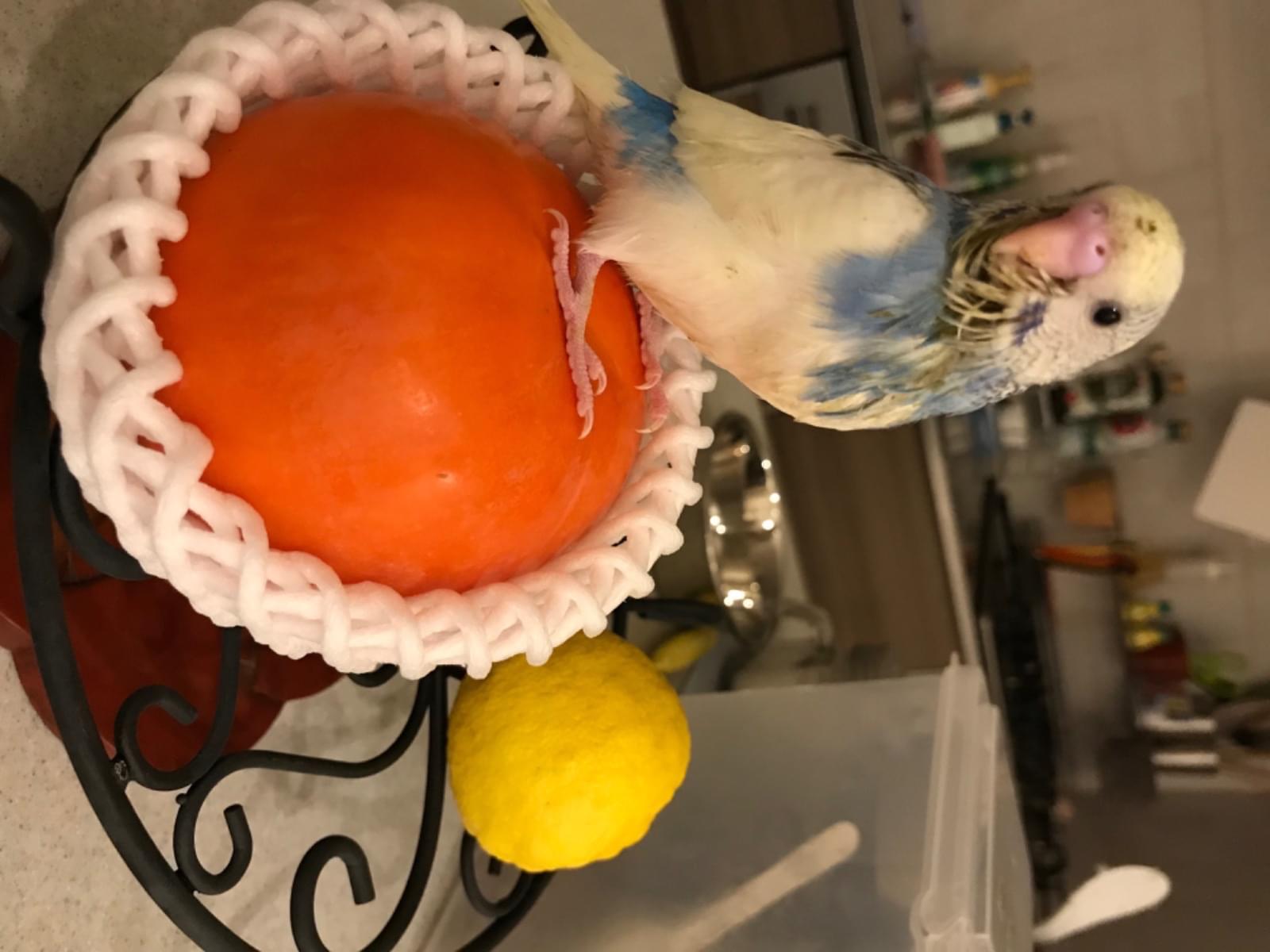 ビビちゃん ビビちゃん