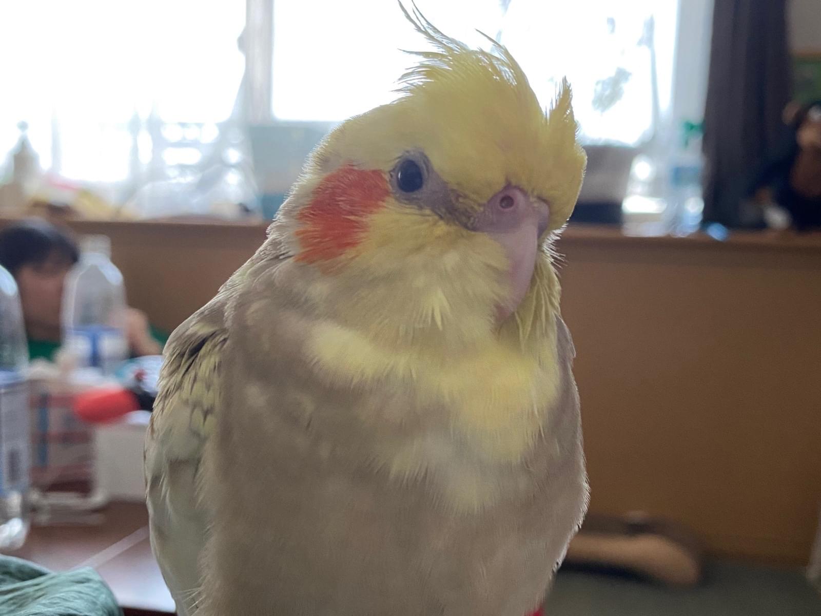 あられちゃん あられちゃん