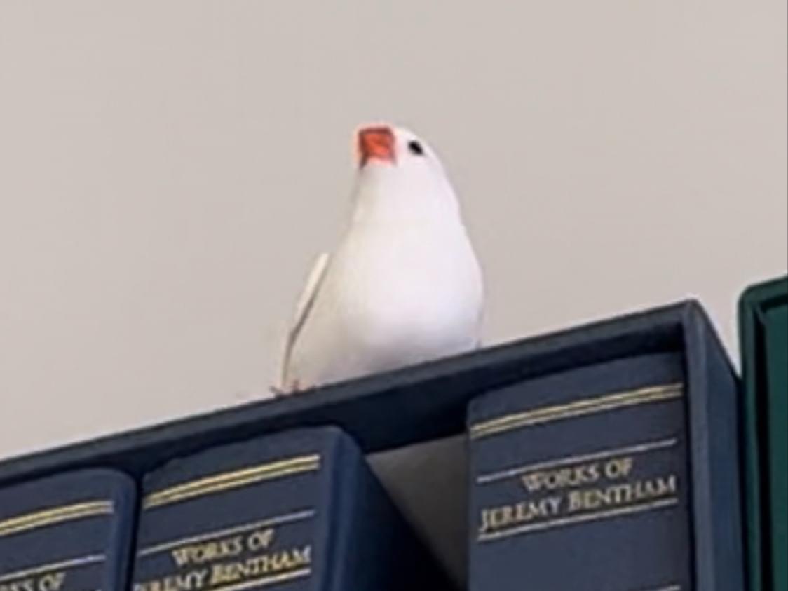 保護された鳥 保護された鳥