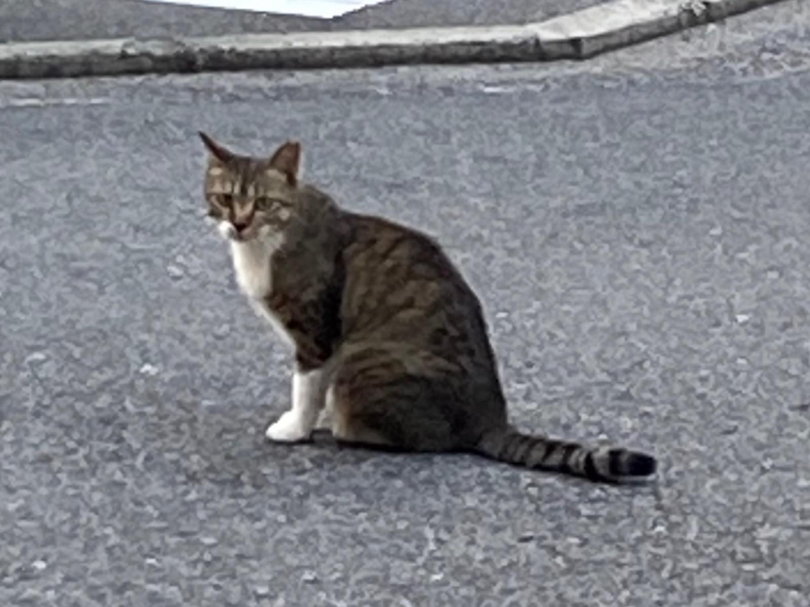 目撃された猫 目撃された猫