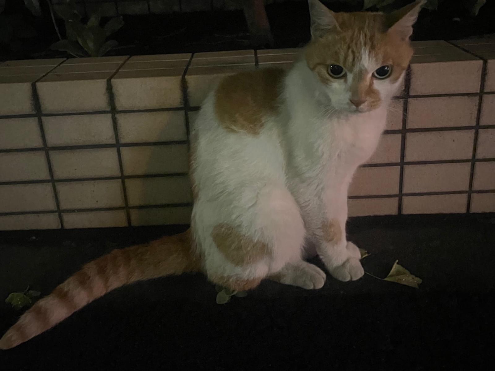 目撃された猫 目撃された猫