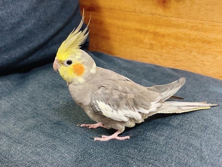 むぎちゃん むぎちゃん