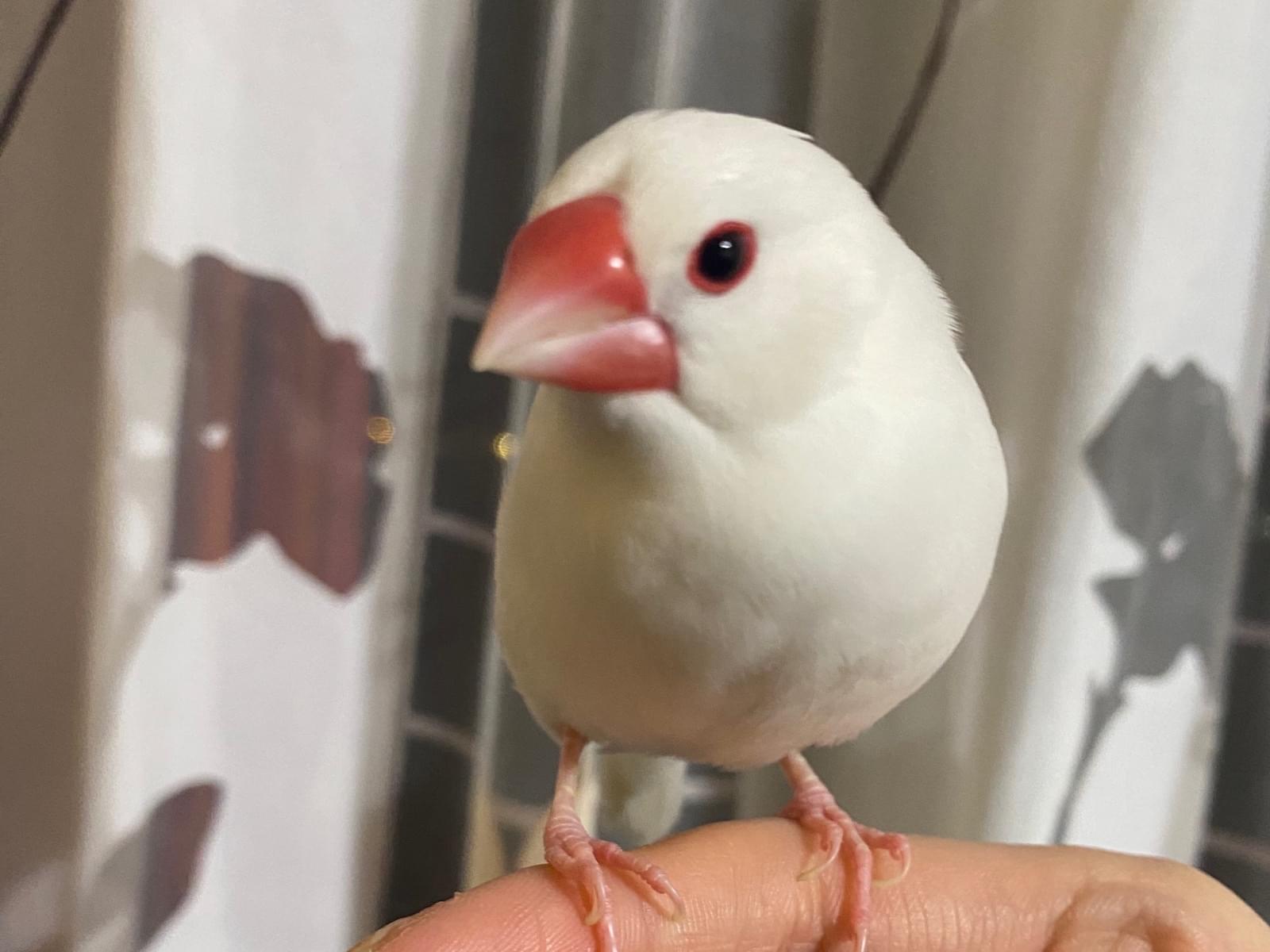 ブンちゃん ブンちゃん