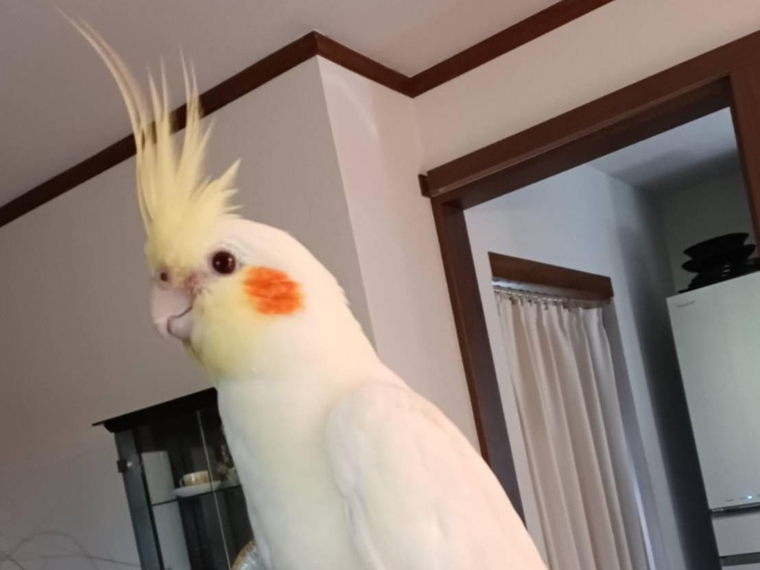 しょうちゃん しょうちゃん