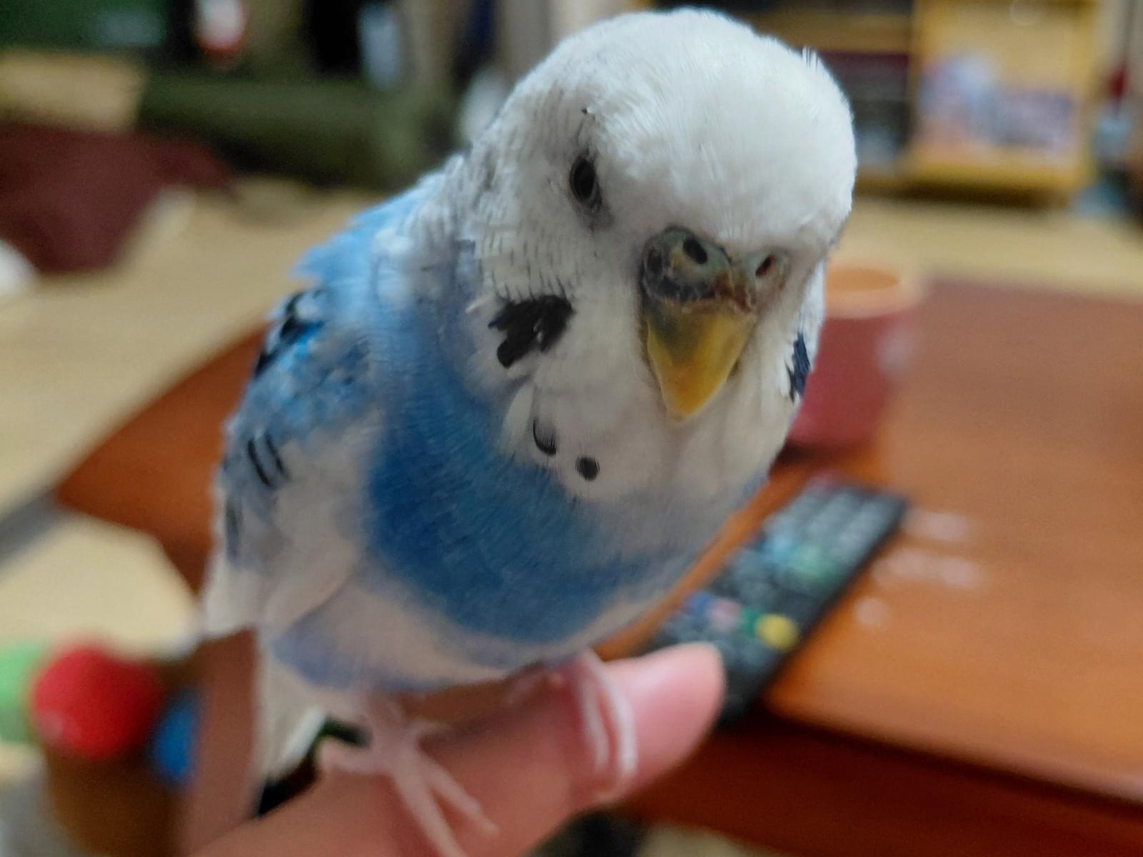 青ちゃん