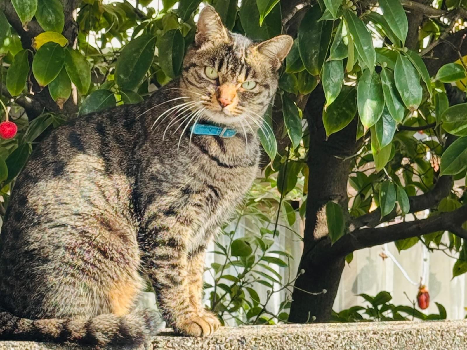 目撃された猫 目撃された猫