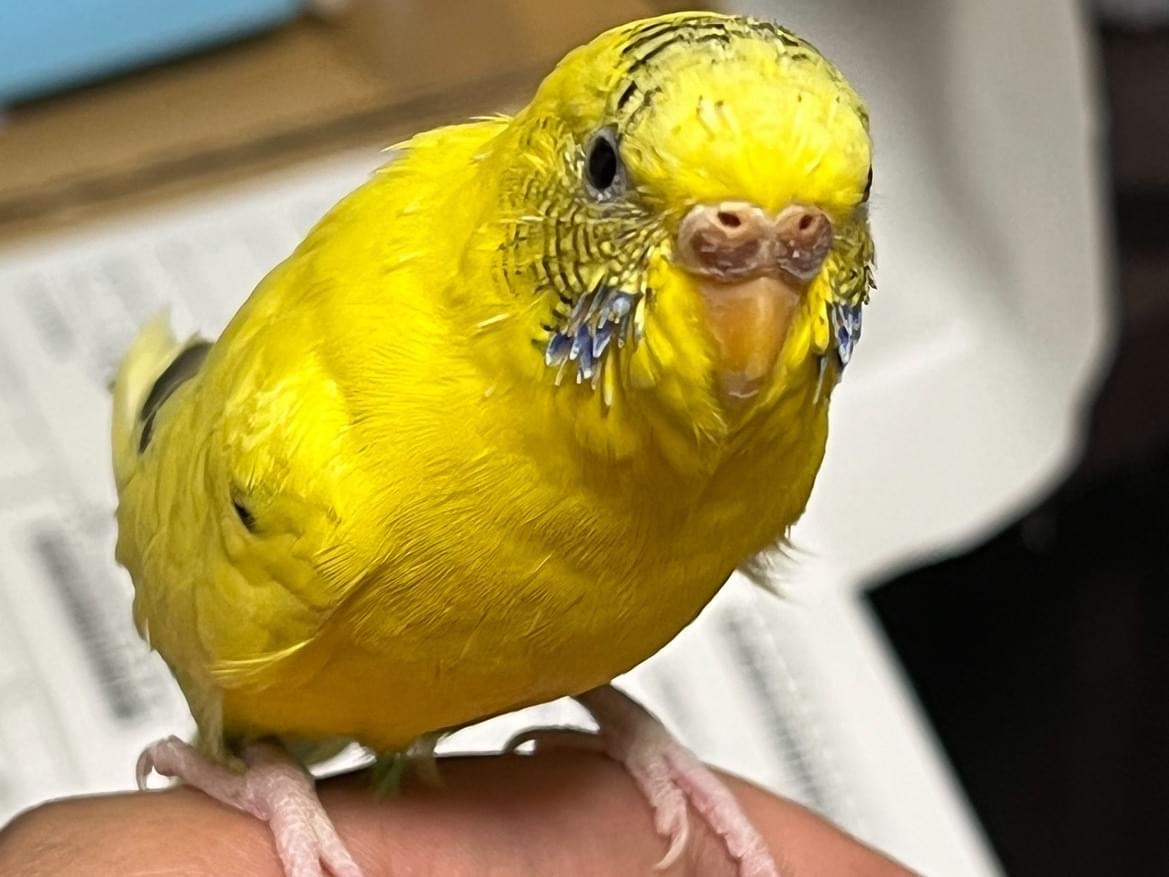 ぴぃちゃん ぴぃちゃん