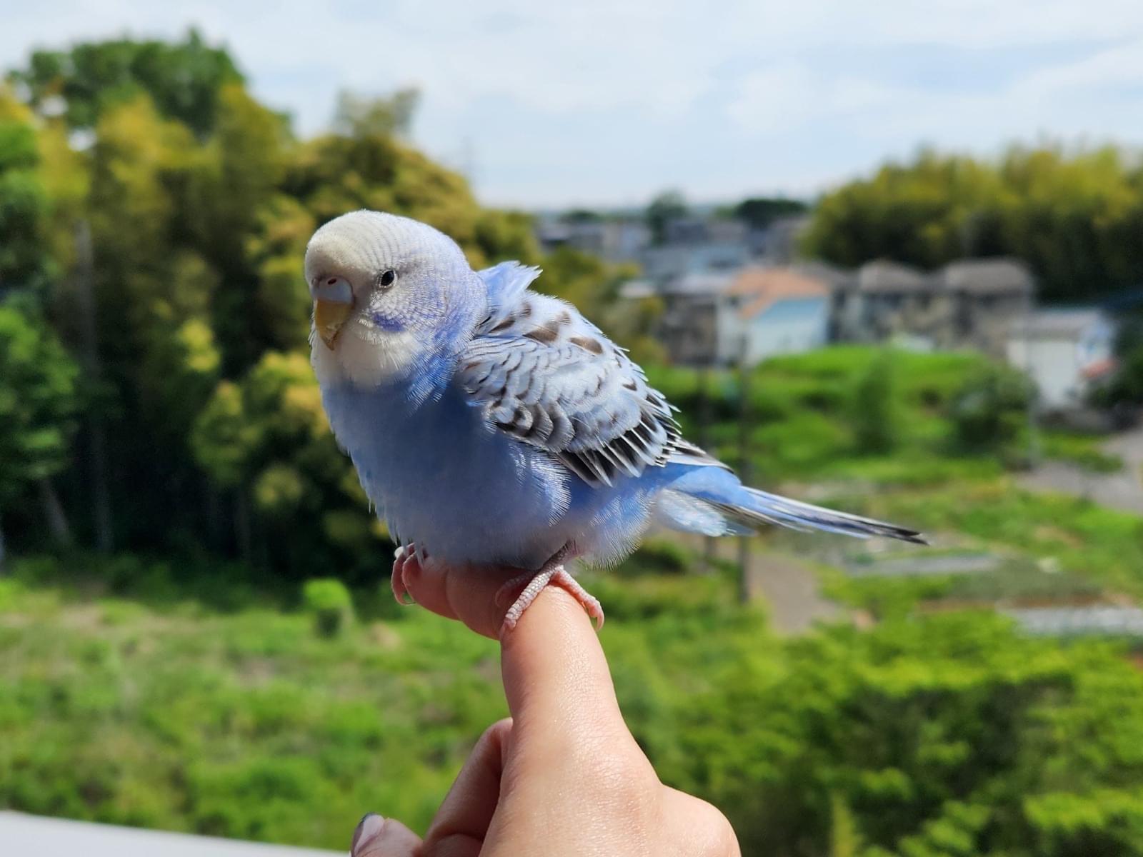 保護された鳥 保護された鳥