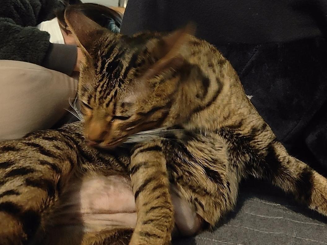 チャッキーちゃん