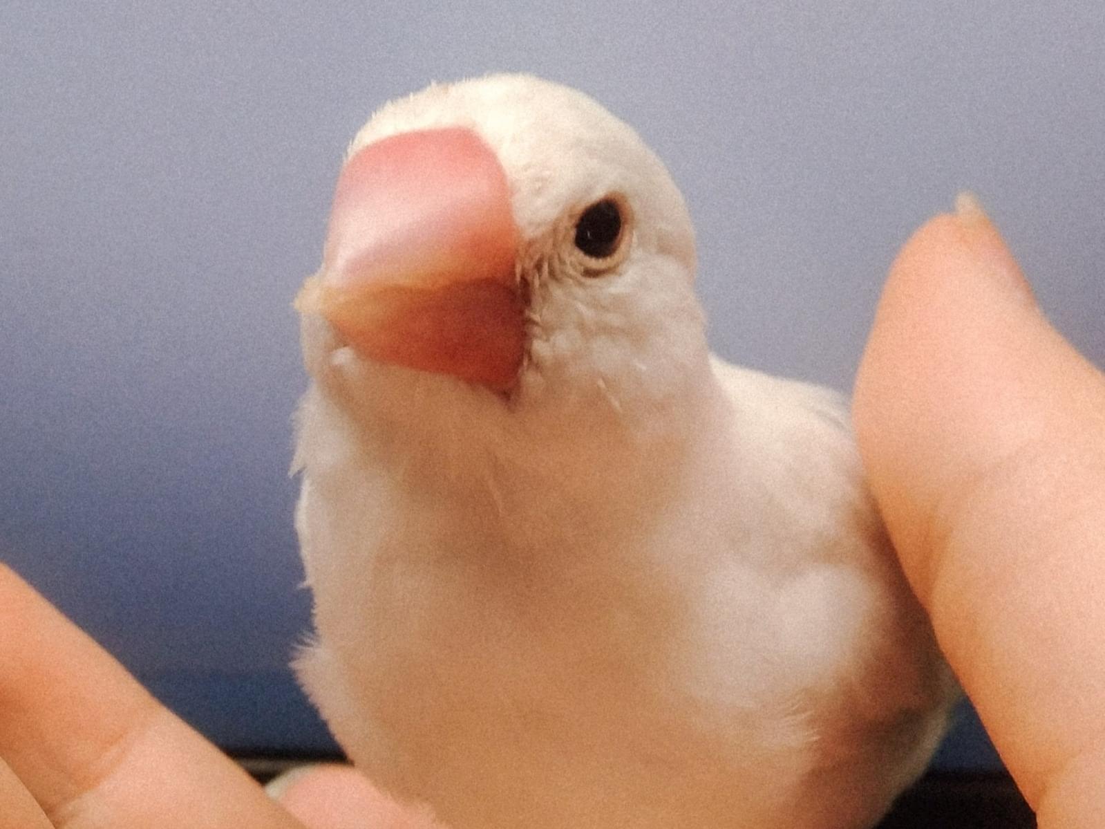 牡丹ちゃん 牡丹ちゃん