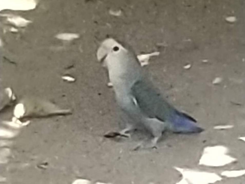 目撃された鳥 目撃された鳥