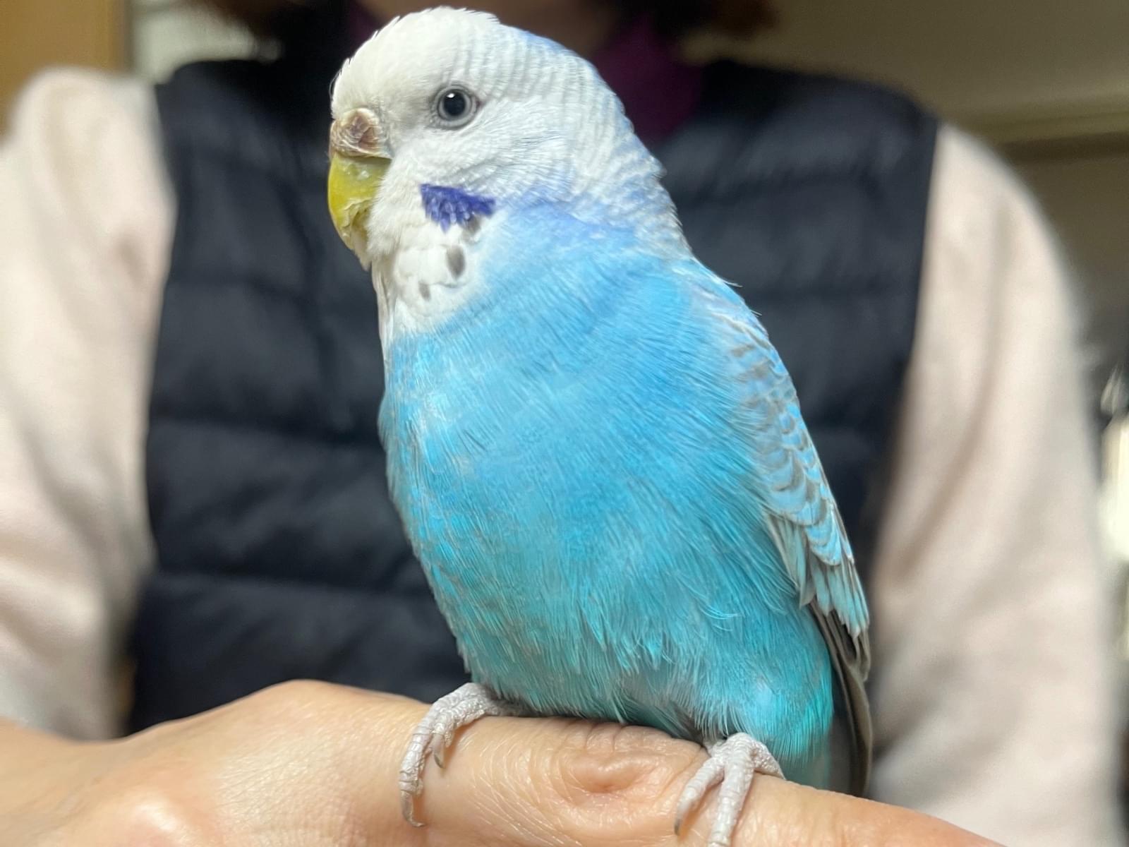 保護された鳥 保護された鳥