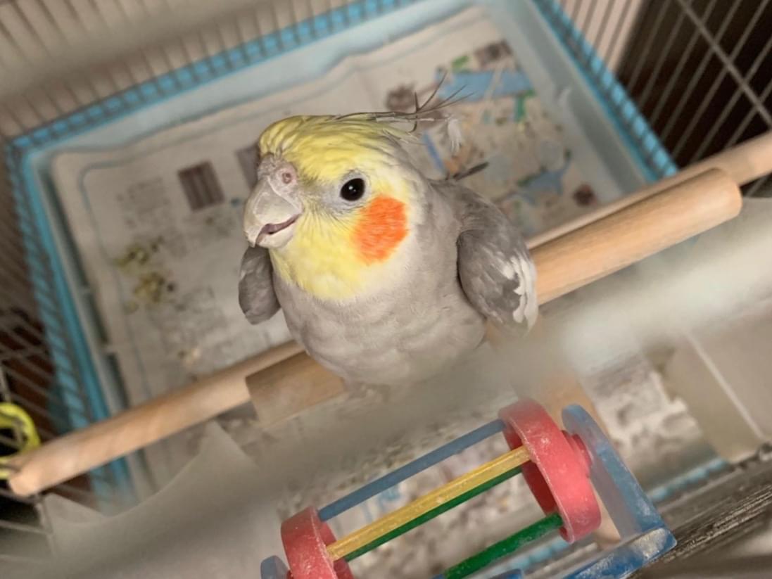 保護された鳥 保護された鳥