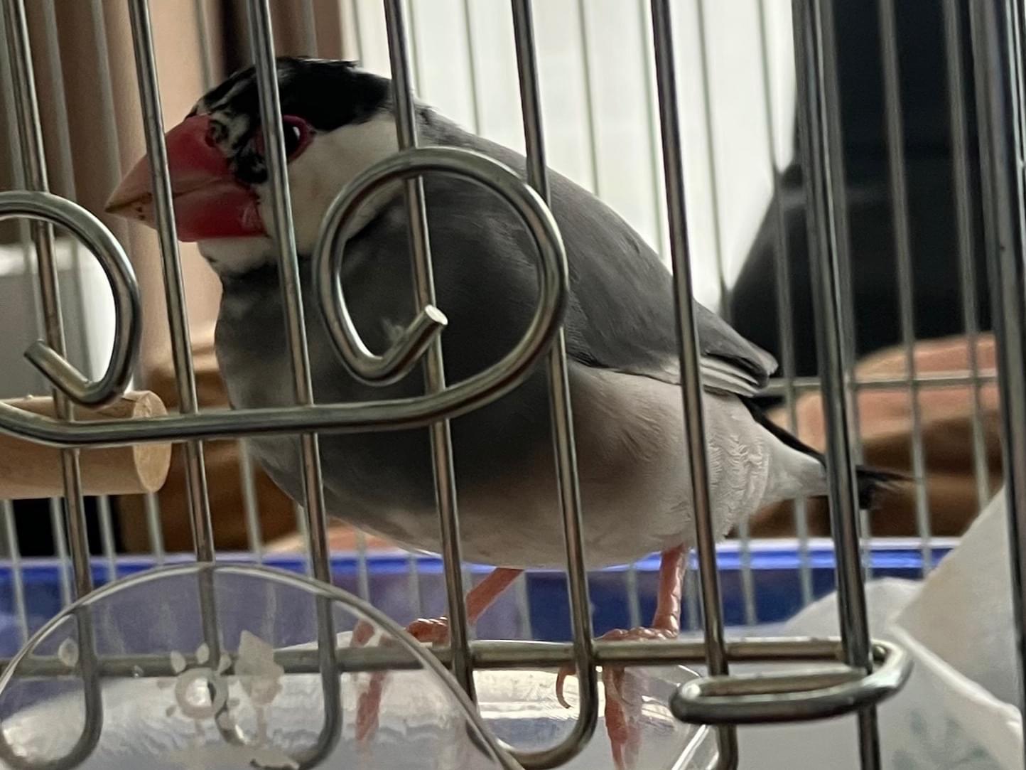保護された鳥 保護された鳥