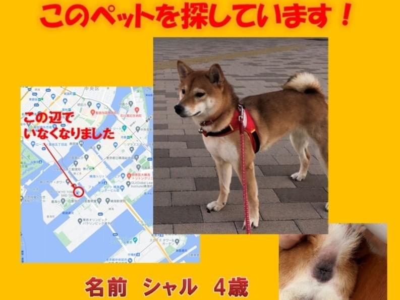 シャルちゃん シャルちゃん