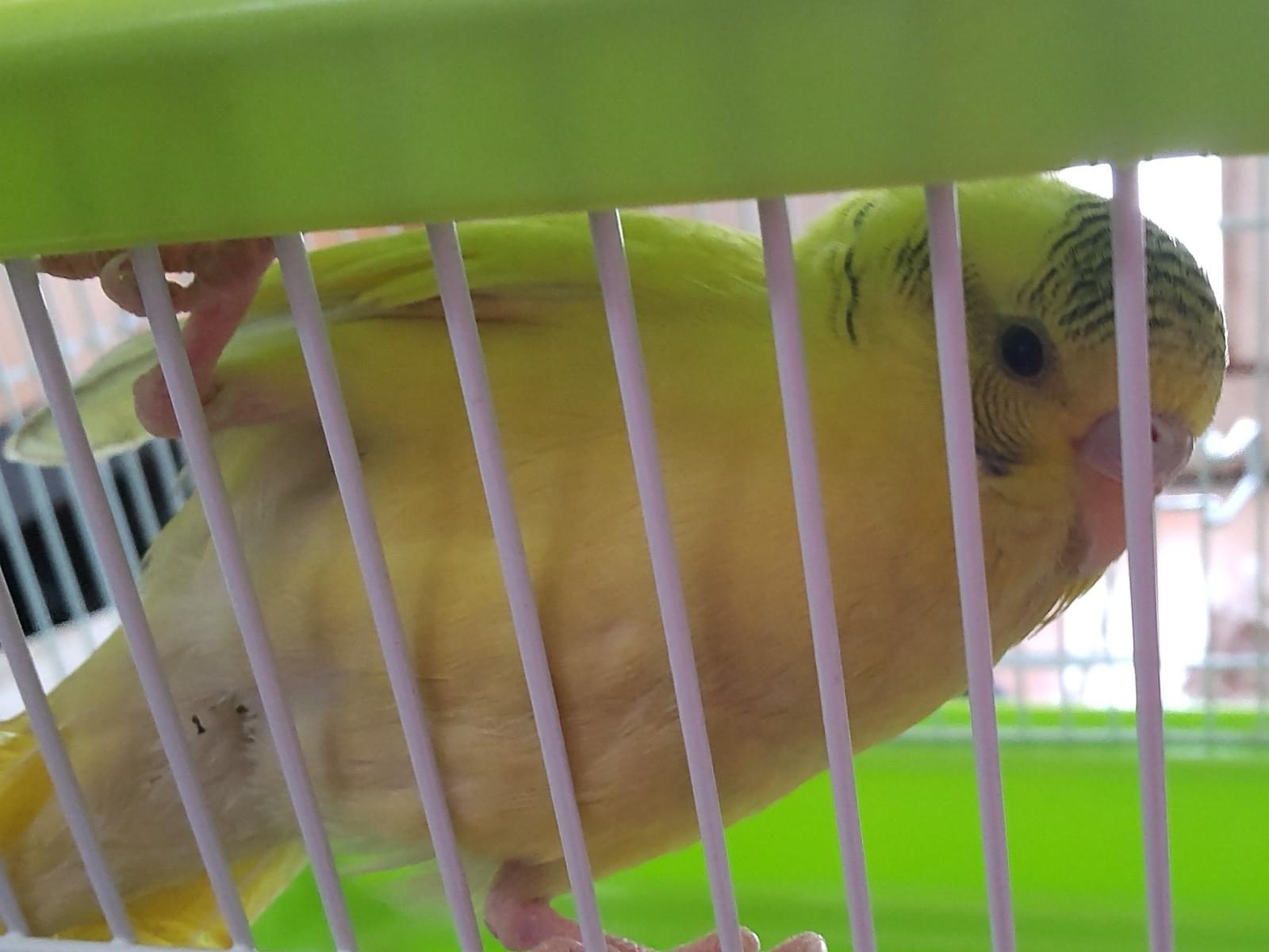 保護された鳥 保護された鳥