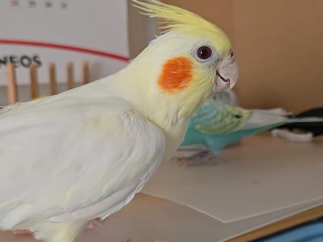 くぅちゃん くぅちゃん