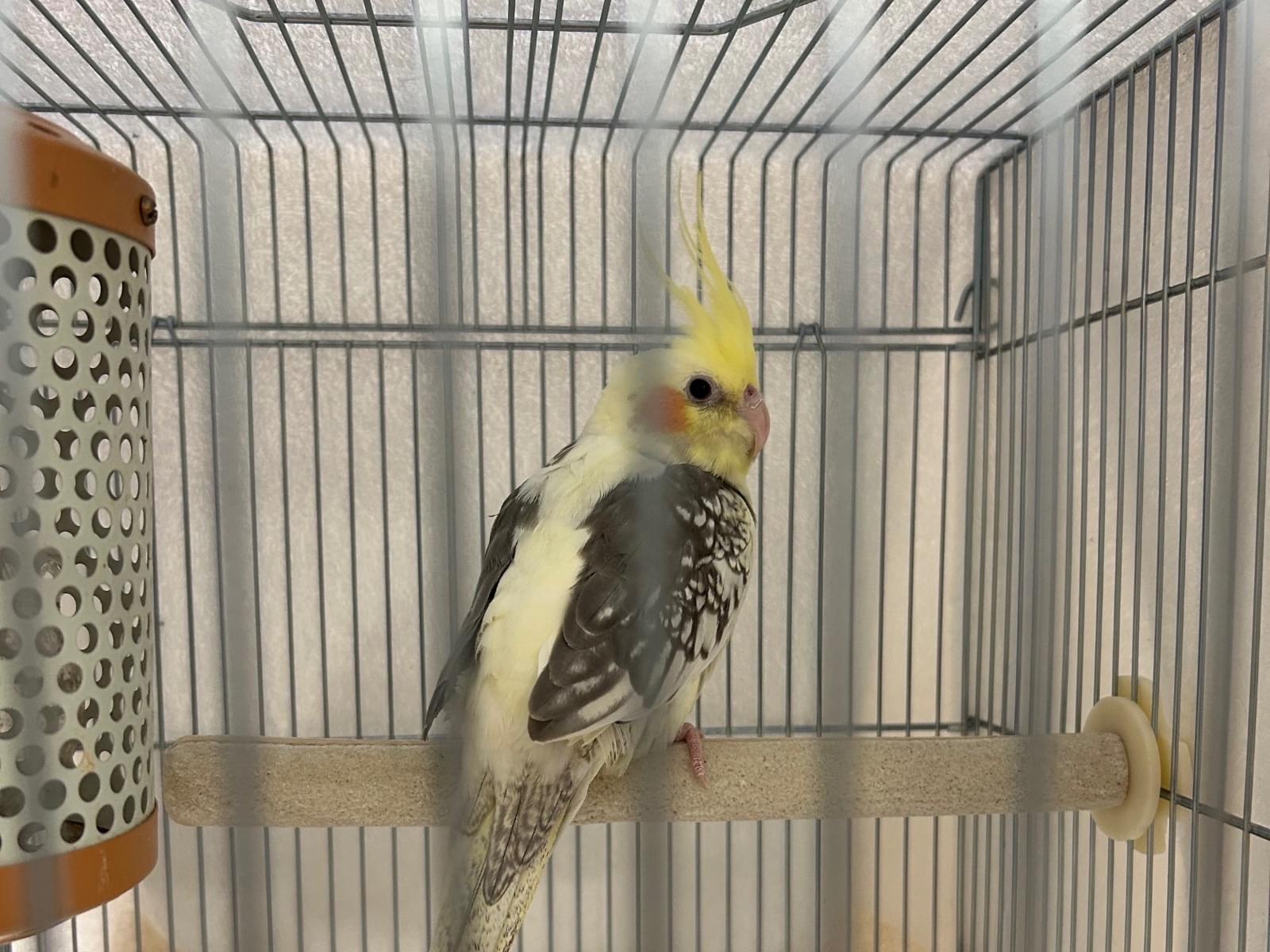 ごまちゃん