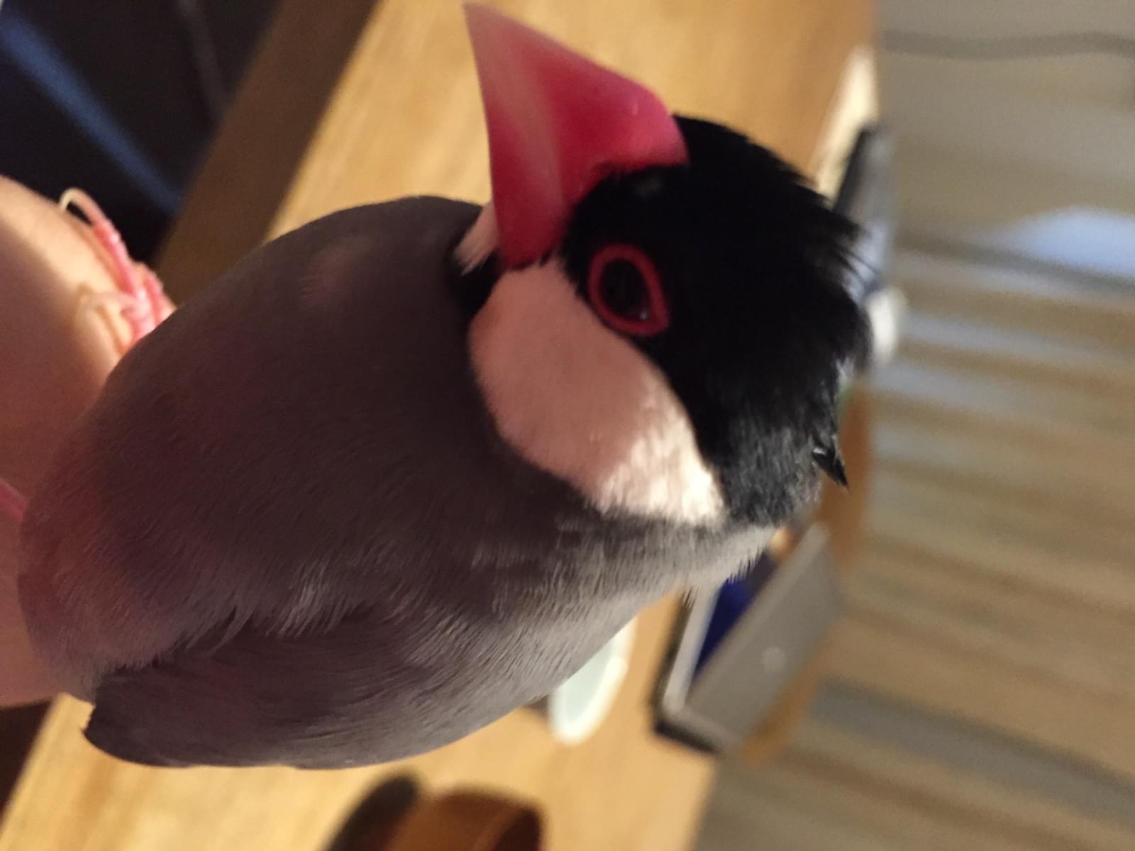 くーちゃん くーちゃん