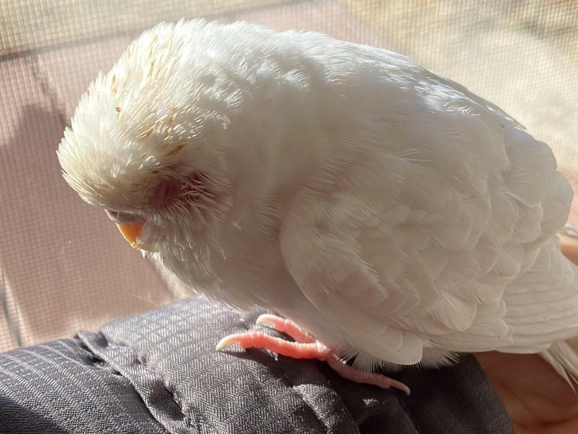 保護された鳥 保護された鳥